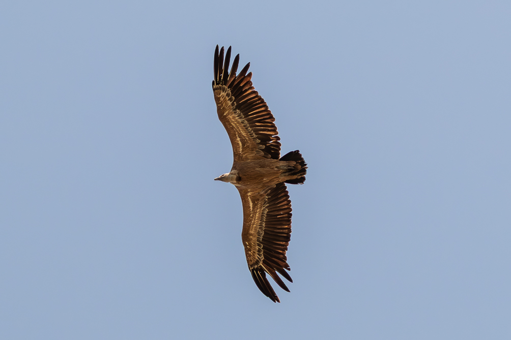 Vautour fauve 