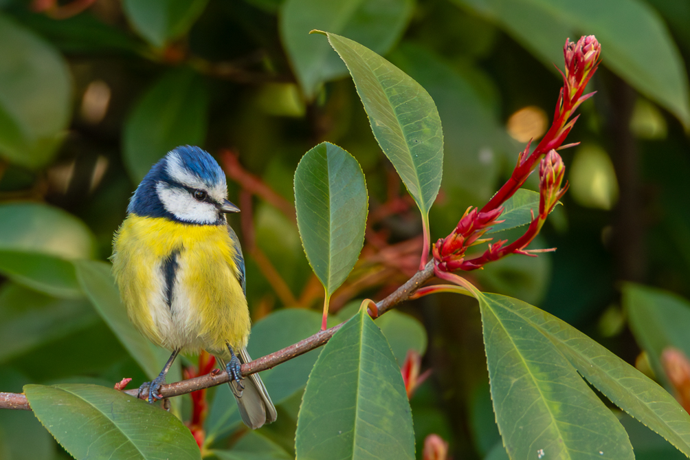 Mésange bleue 