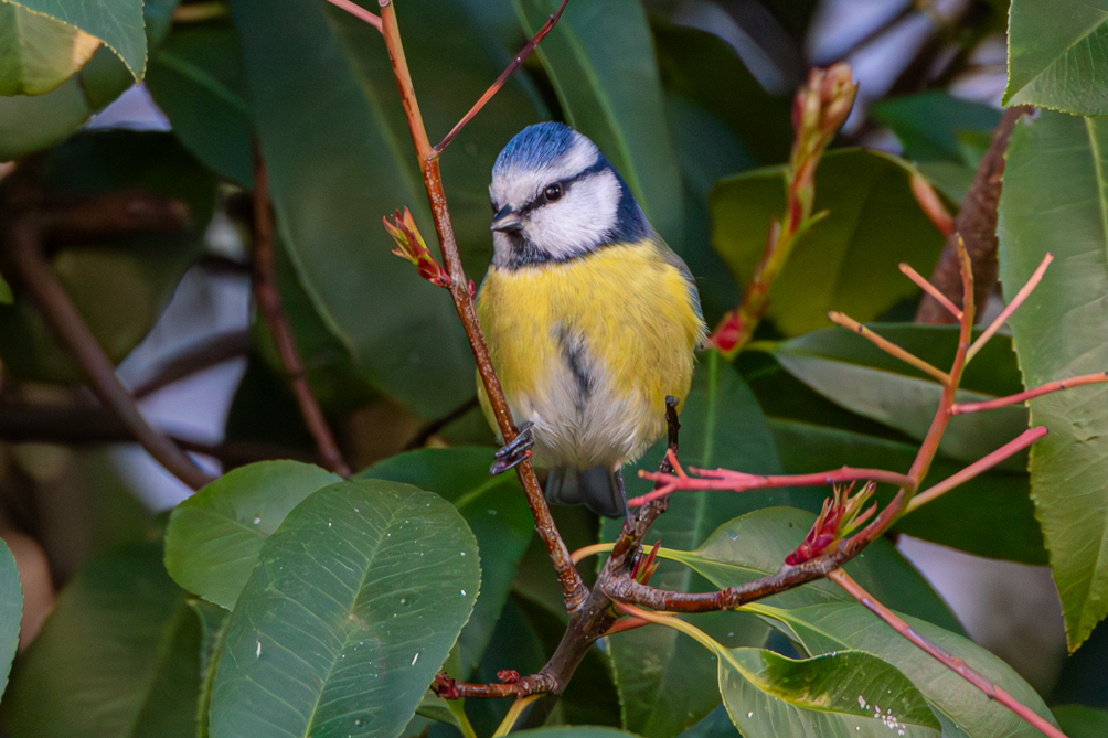 Mésange bleue 