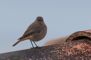 Rougequeue noir Rougequeue noir juvénile