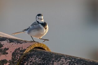 Bergeronnette grise Bergeronnette grise (Motacilla alba)