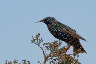 Étourneau sansonnet (Sturnus vulgaris)