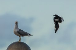 Goéland vs Pie