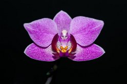IMG_2479t
