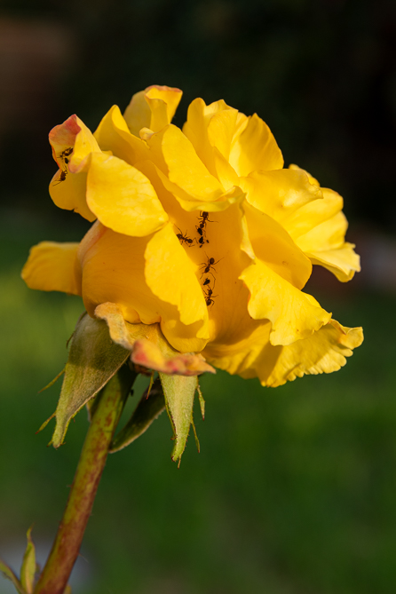 _MG_2594 