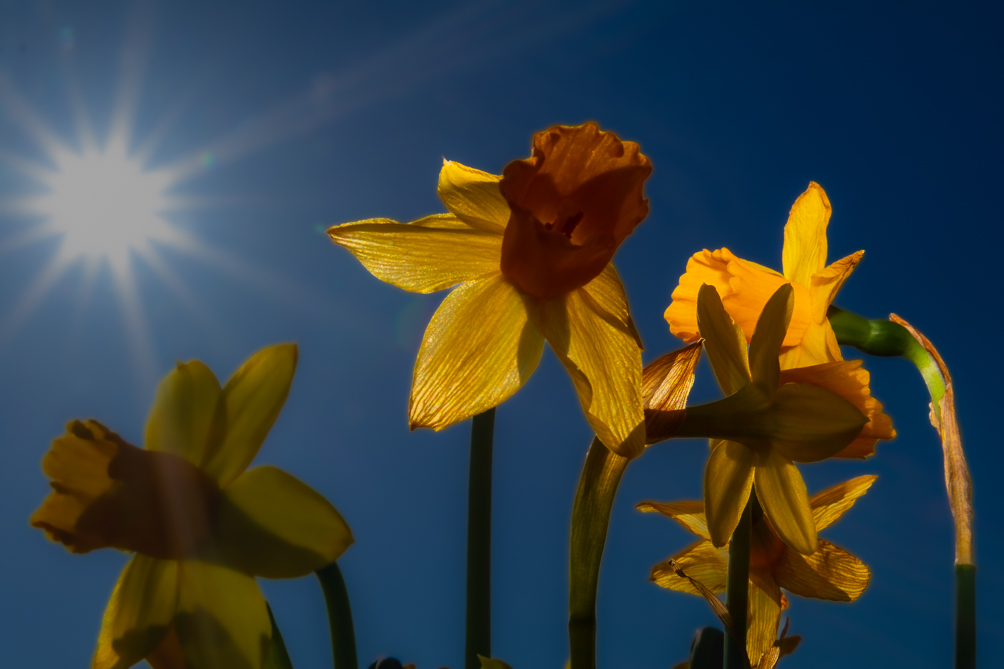 Narcisse 