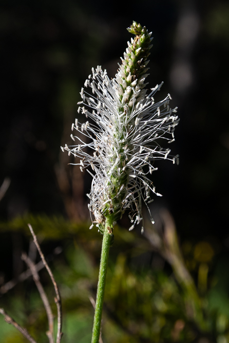 Plantain 