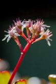 Crassula multicava