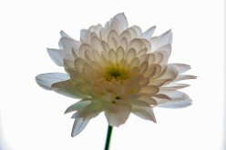 Dahlia blanc