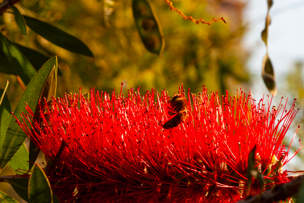 Abeille 
