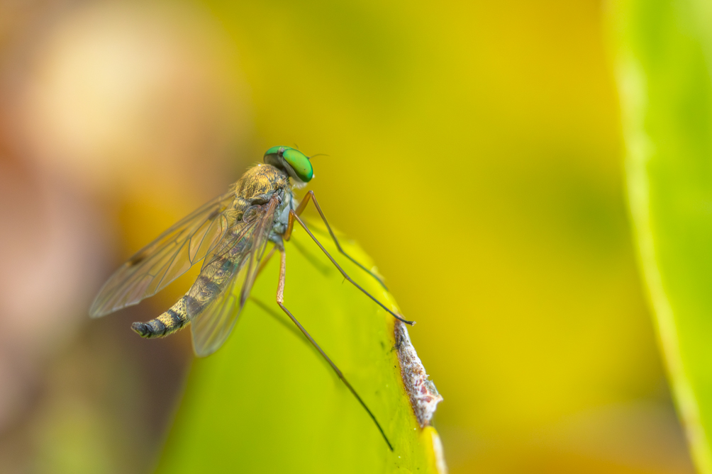 Chrysopilus 
