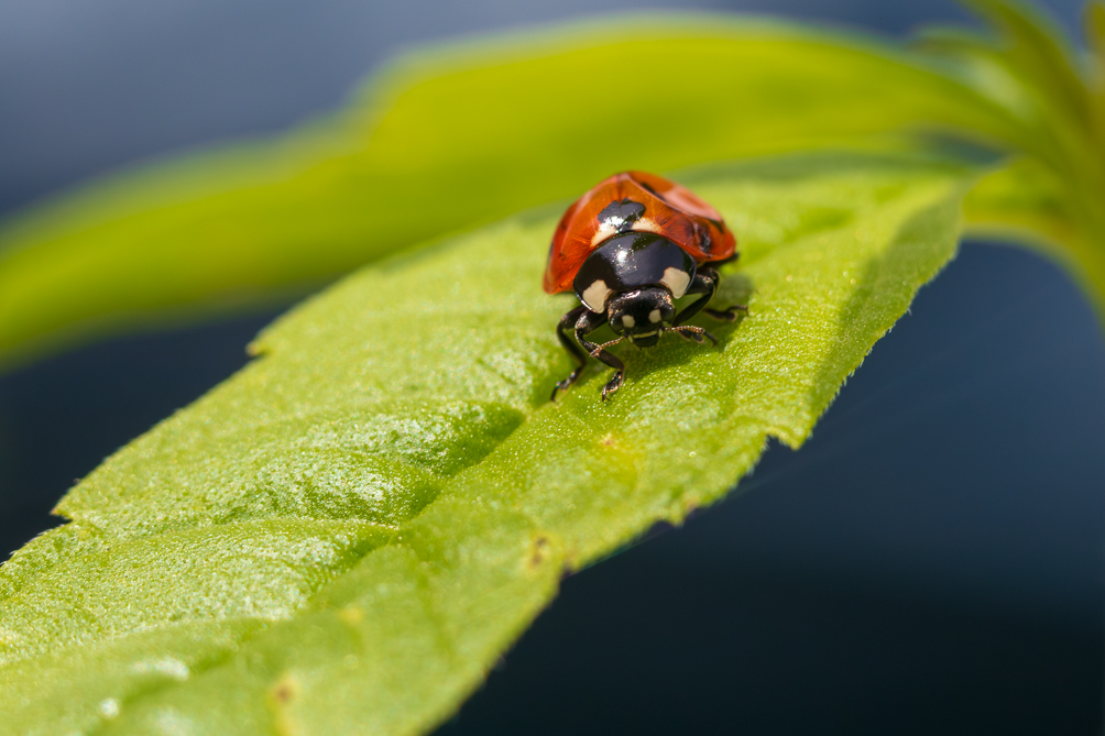 Coccinelle 