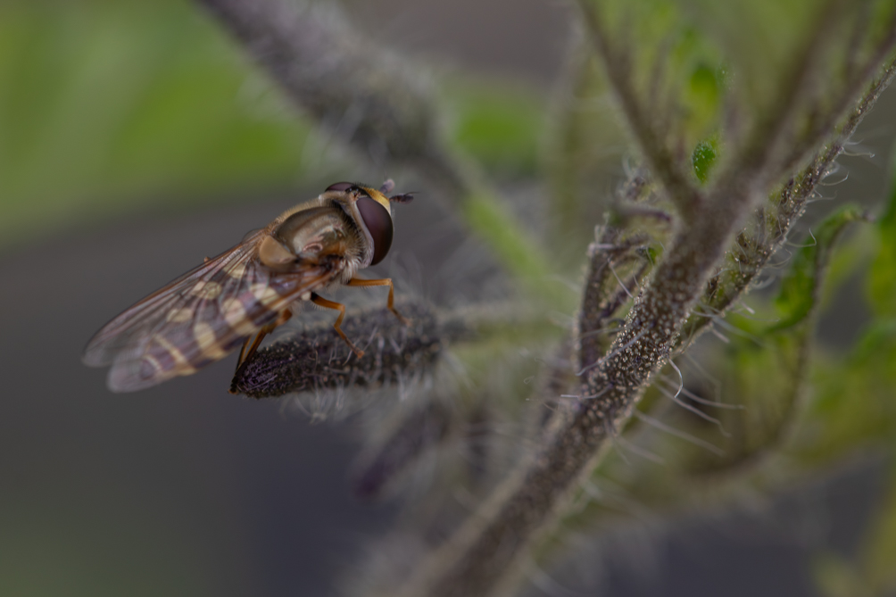 Eupeodes 