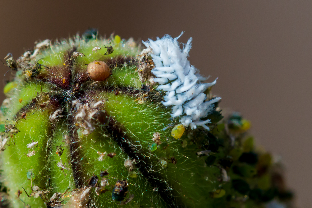 Larve de coccinelle 