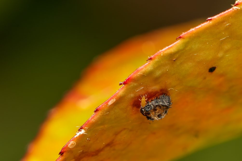 Larve de coccinelle 