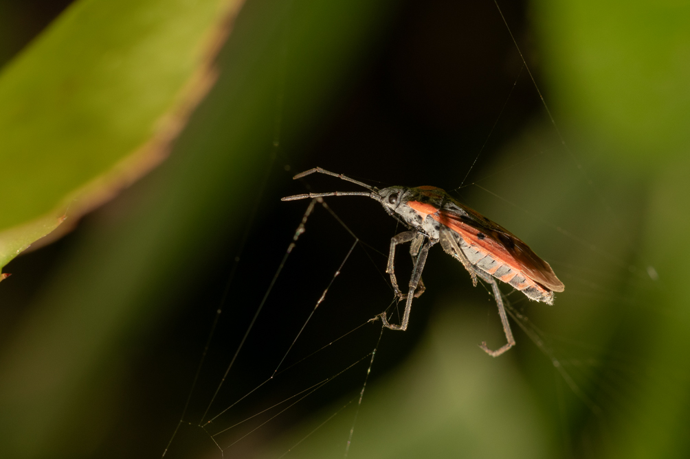 Lygaeus 