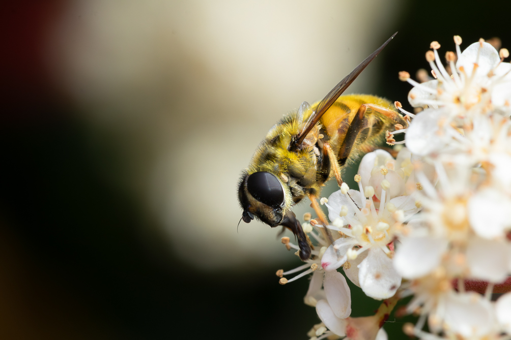 Myathropa florea 