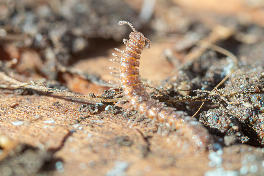 Polydesmus angustus 