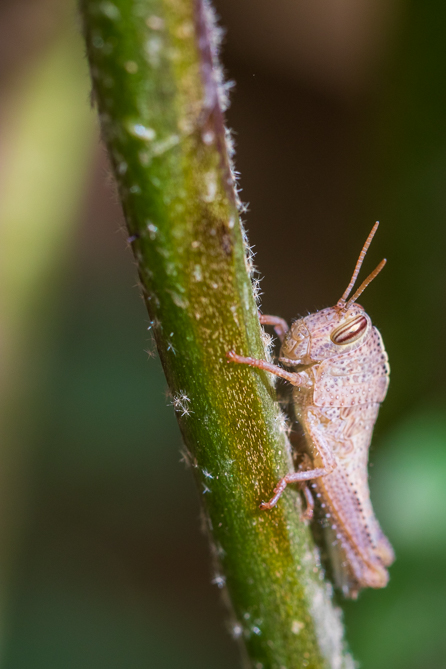 criquet égyptien (Anacridium aegyptium) 