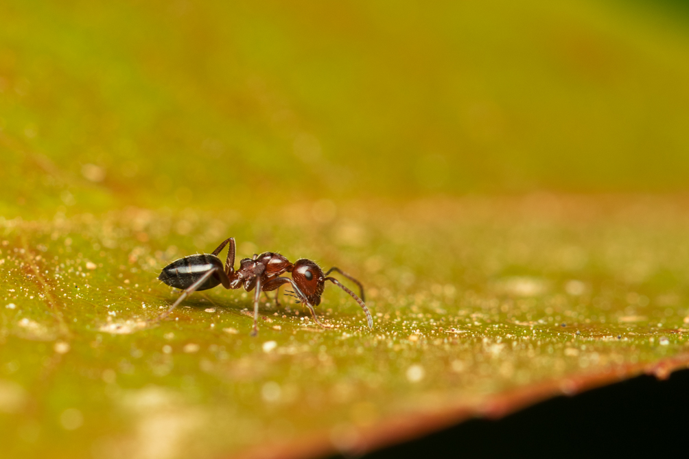 Fourmis 