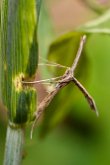 Ptérophore commun (Emmelina monodactyla)