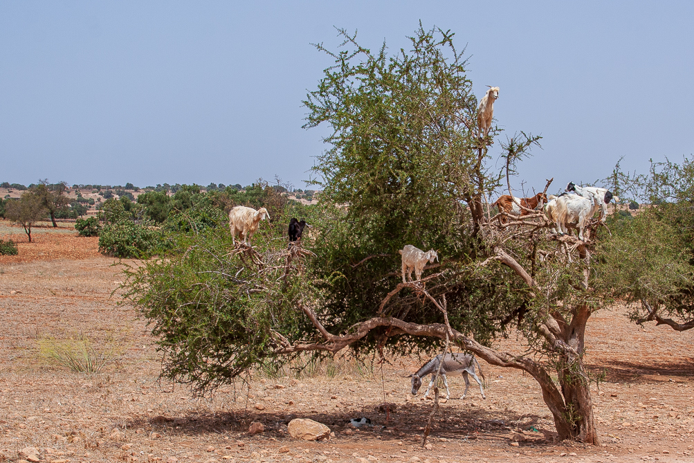 Chevres dans un arganier 
