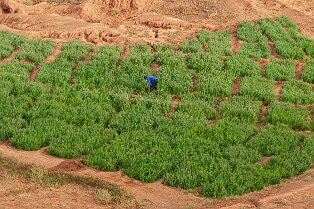 agriculture sud marocains
