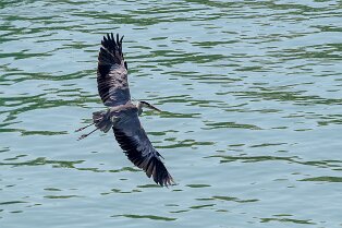 Héron cendré en vol Héron cendré en vol sur la riviere Mincio à Peschiera del Garda